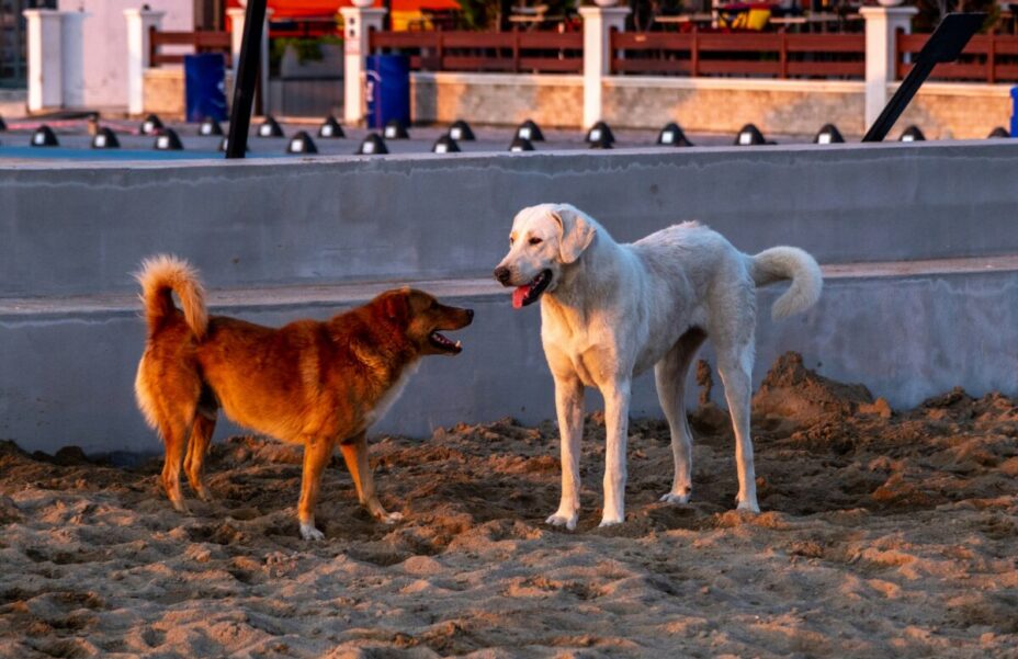 向かい合って立っている2匹の犬