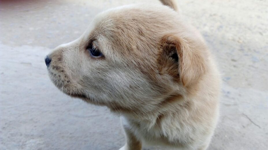 犬が立っている
