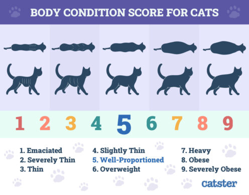 猫のボディコンディションスコア表(BCS)
