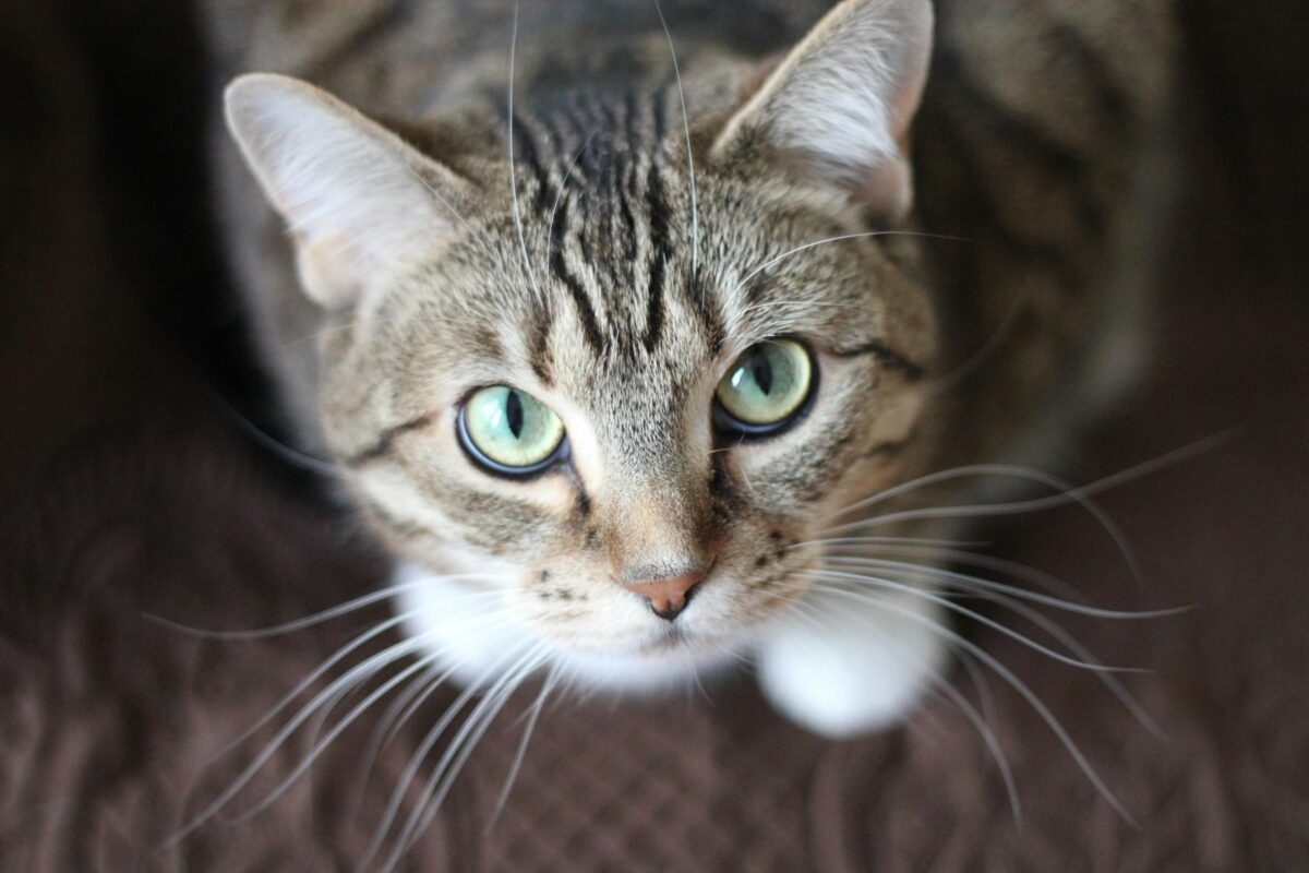猫の顔のアップ