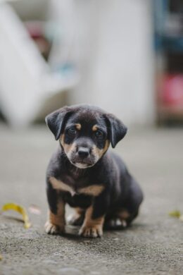 inu-mimi-rader