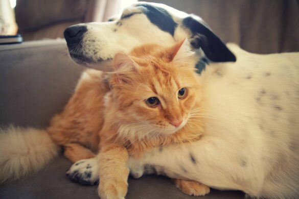 cat and dog 2