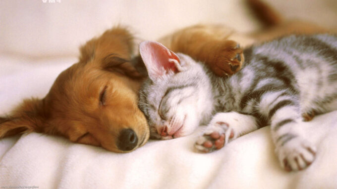 dog and cat sleep